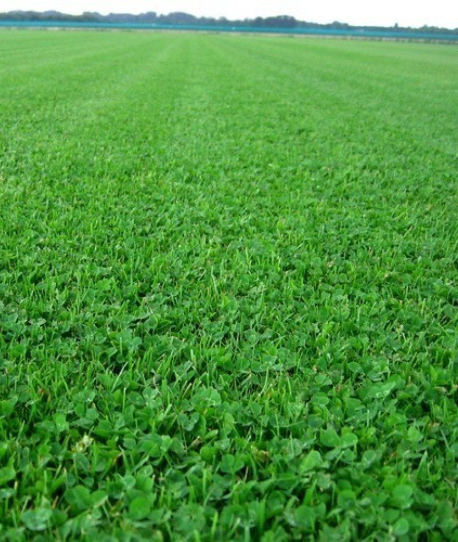 100% bio micro klaver graszoden, Ophalen of Verzenden, Nieuw, 20 m² of meer