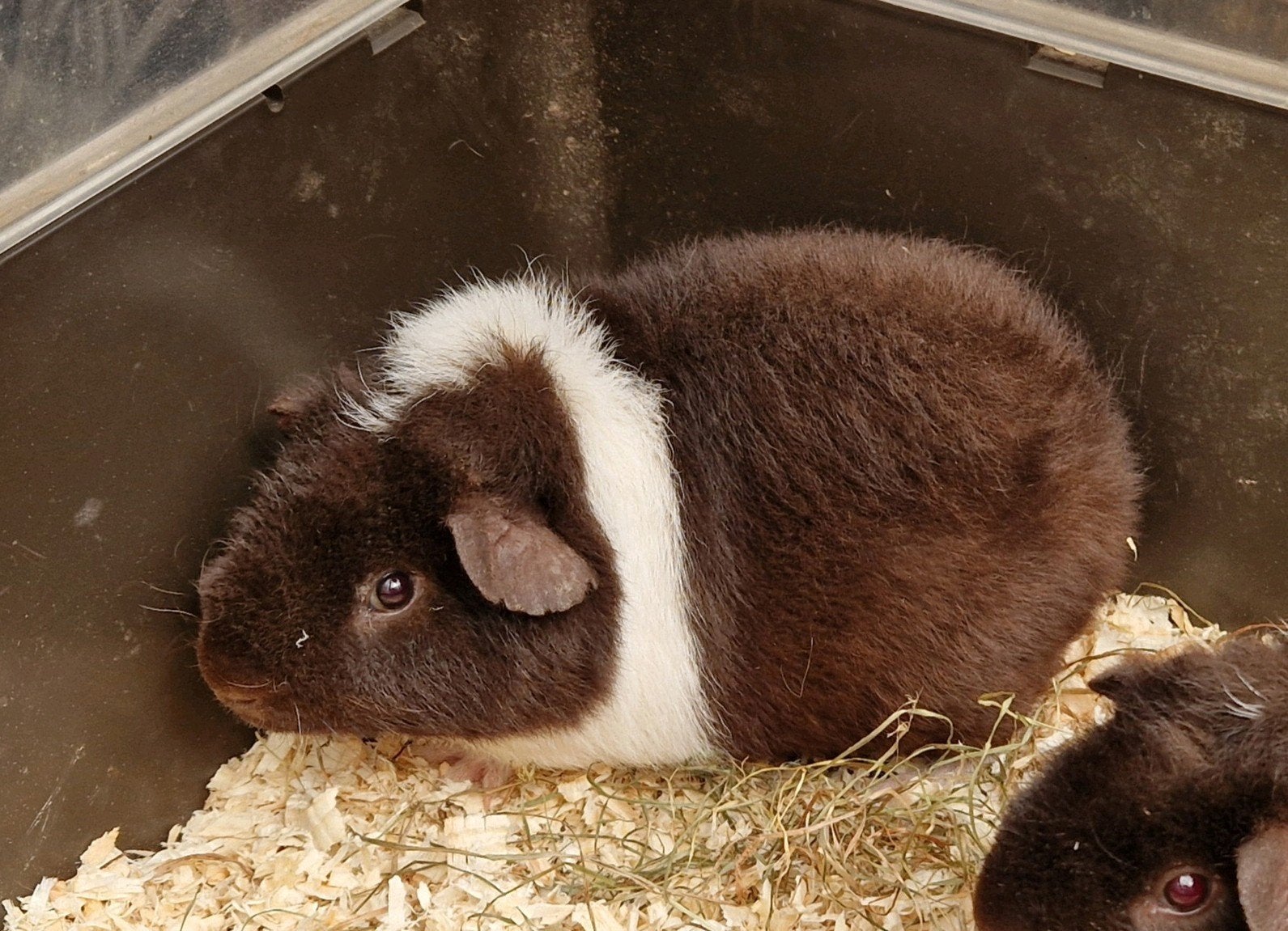 cavia us-teddy beertje, Dieren en Toebehoren, Knaagdieren, Cavia, April, Mannelijk, Tam