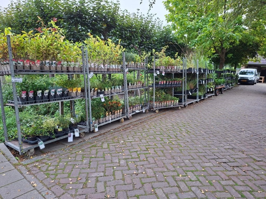 Roan's Tuinplanten dit weekend voor het laatst geopend!, Ophalen, Laurier, Minder dan 100 cm