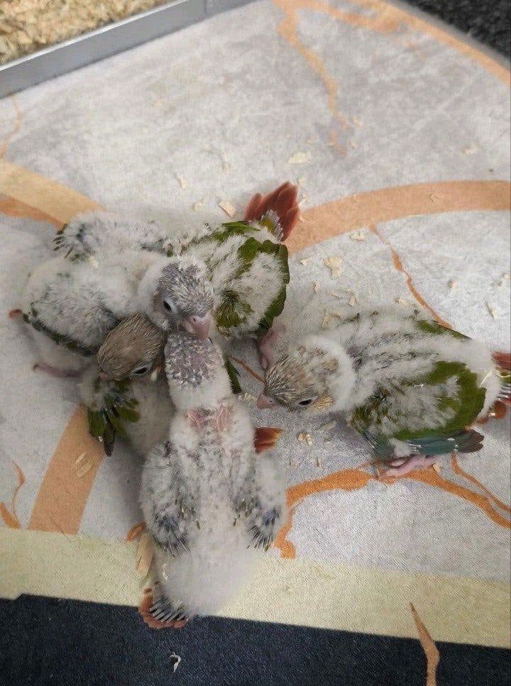 Pyrrhura tam, Dieren en Toebehoren, Vogels | Parkieten en Papegaaien