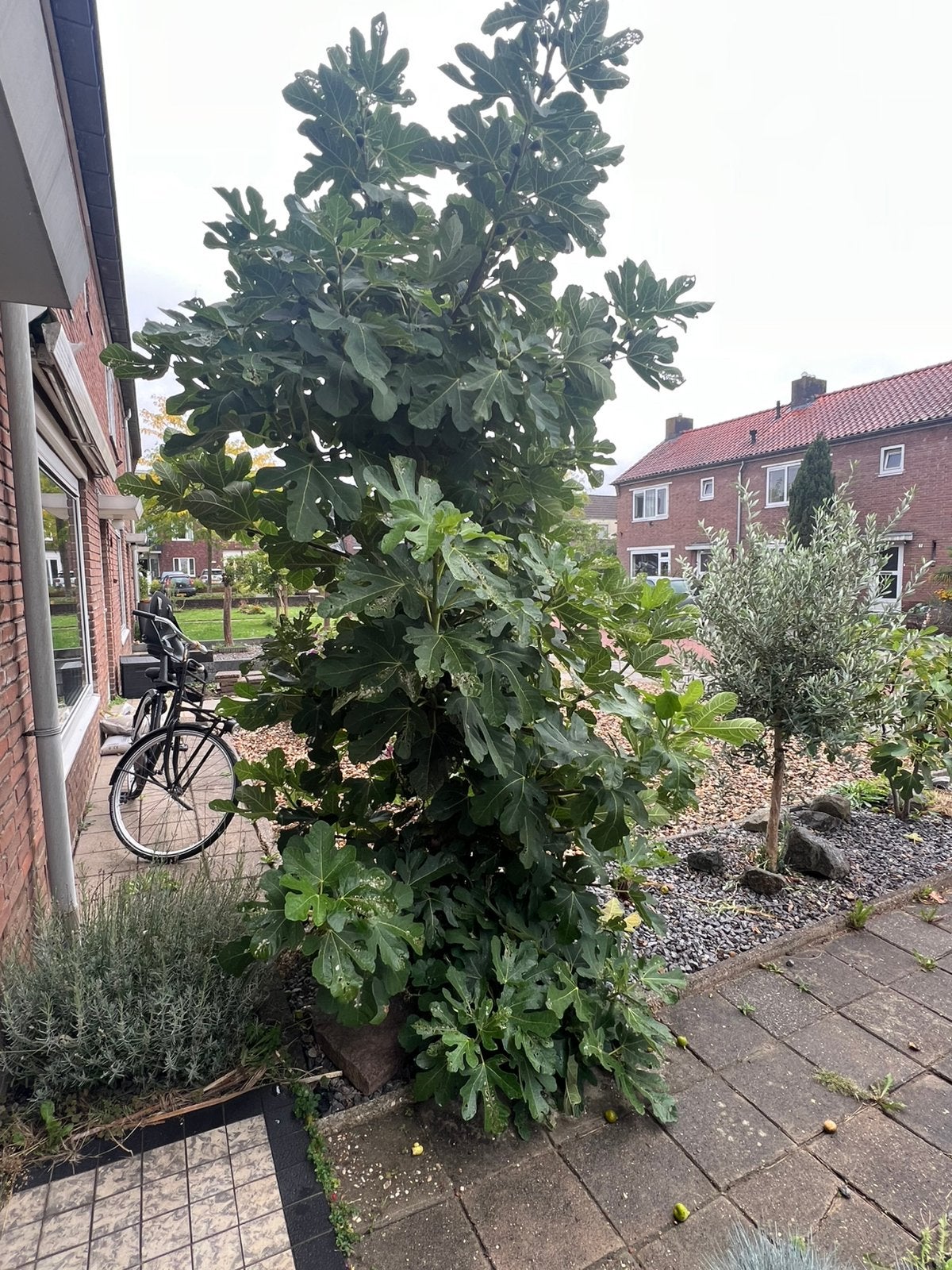Vijgenboom, Overige soorten, 250 tot 400 cm, Zomer, Ophalen