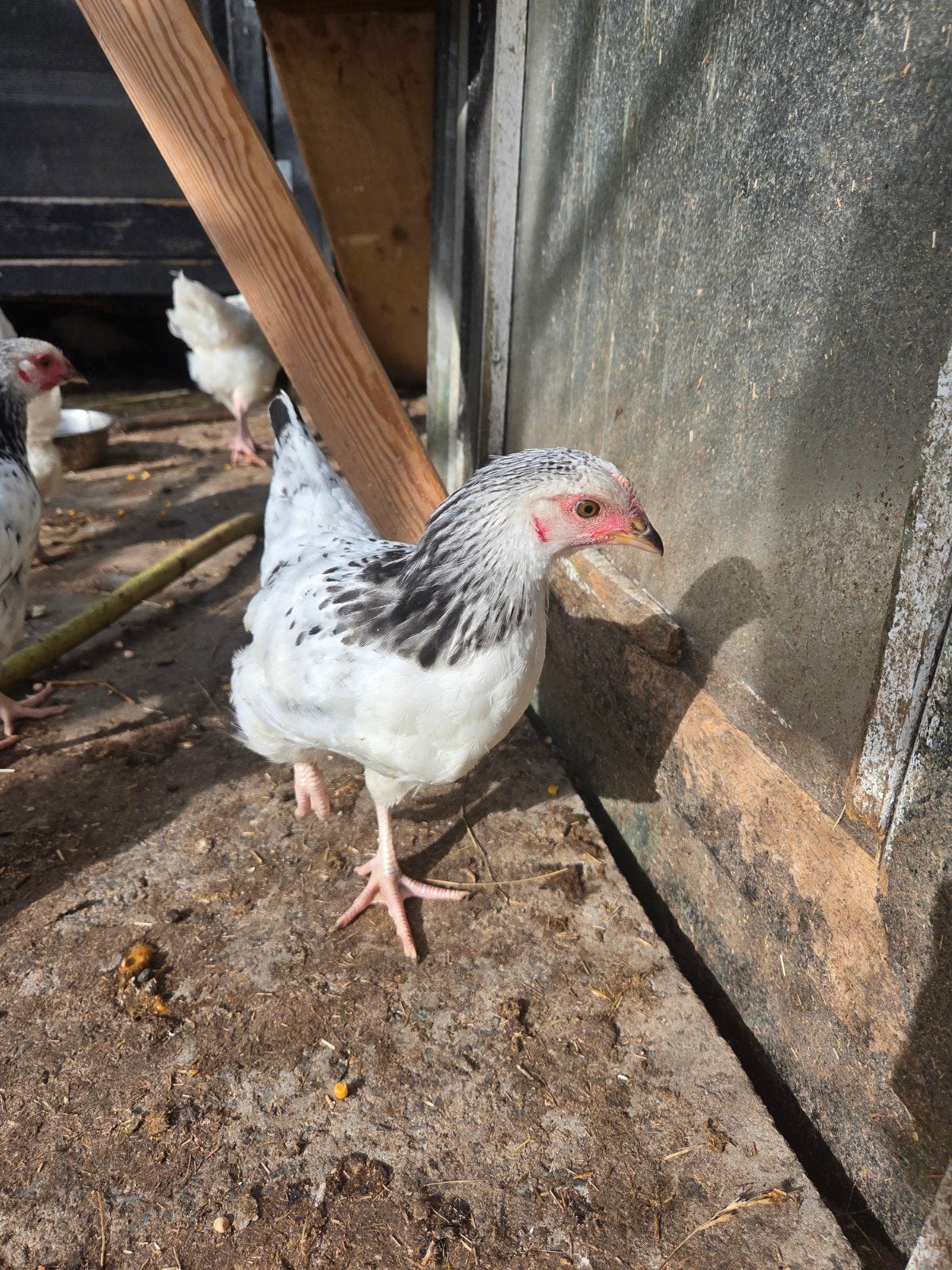 Kuikens aangeboden, Meerdere dieren, Kip