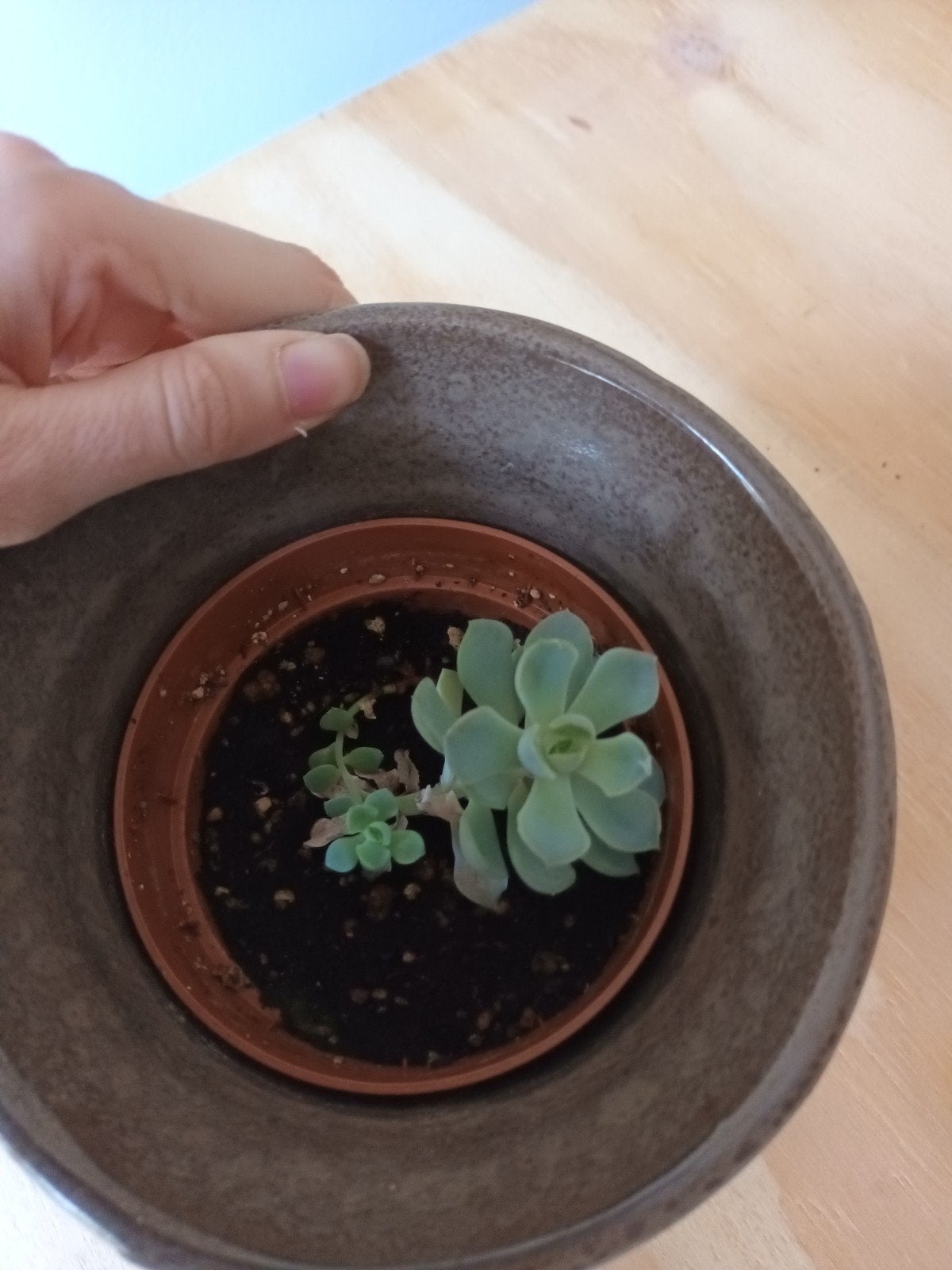 Echeveria plantje stekje kamerplant plant vetplant stekjes, Groene kamerplant, Ophalen, Vetplant, Minder dan 100 cm