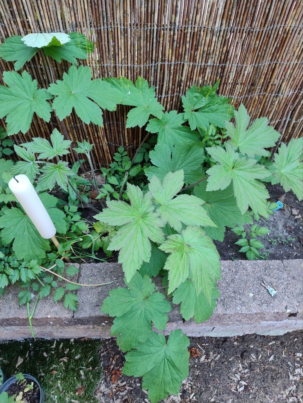 Meerdere Anemoonplanten te koop/ophalen, Tuin en Terras, Planten | Tuinplanten, Overige soorten, Ophalen