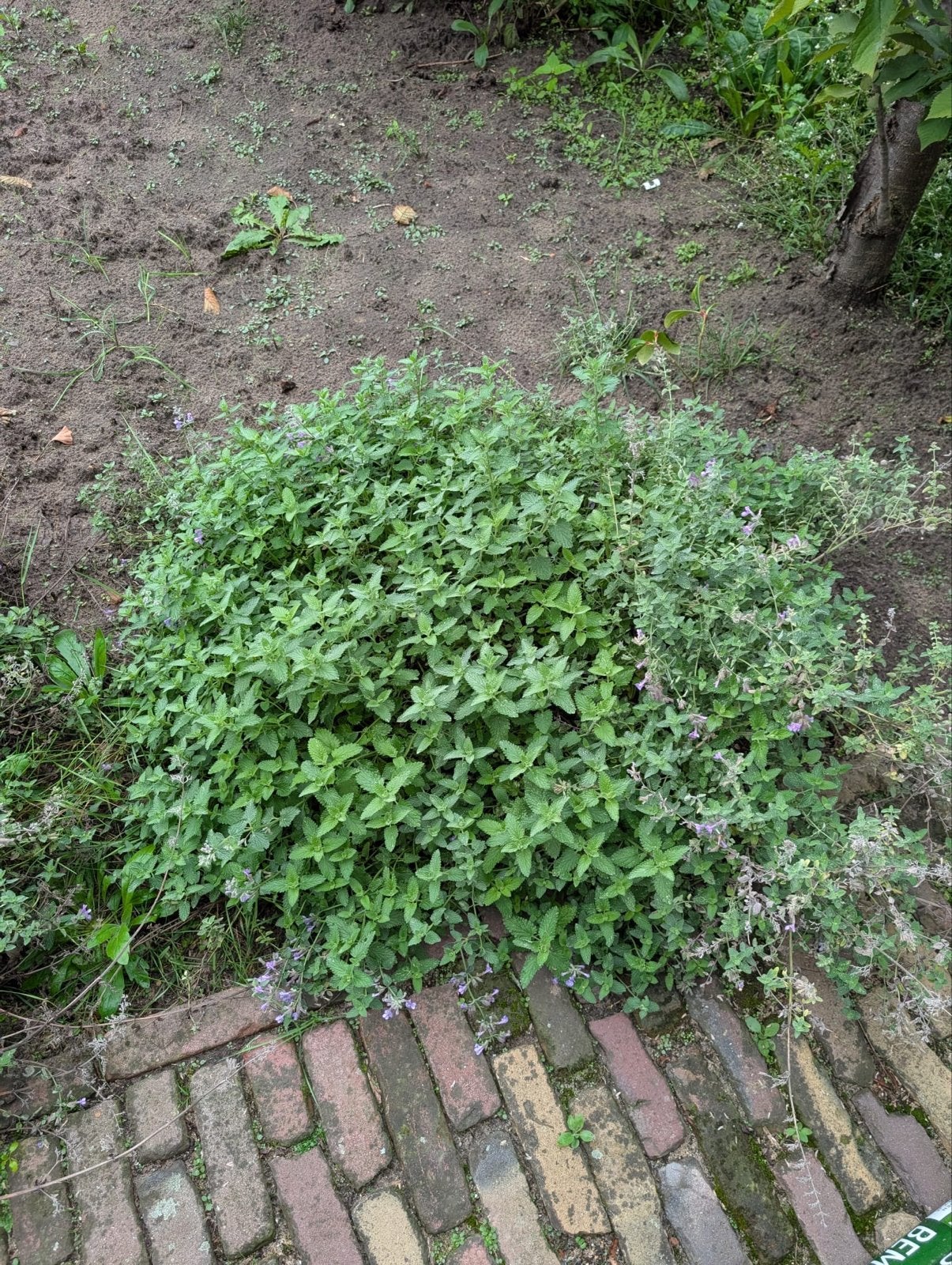 Kattenkruid (Nepeta), vaste plant - 2 stuks, Ophalen, Volle zon, Vaste plant, Kruiden