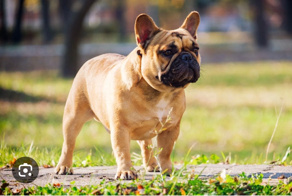 Aangeboden oppas voor franse bulldog, Diensten en Vakmensen, Particuliere oppas