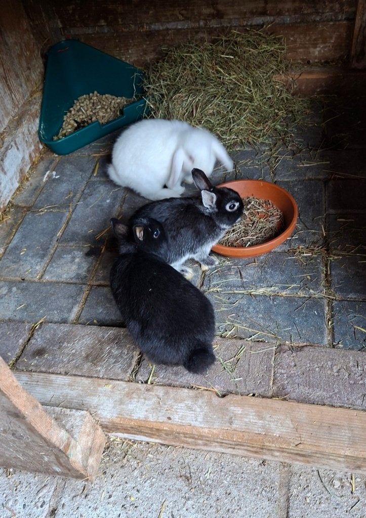3 dwerg konijntjes, Dieren en Toebehoren, Mannelijk, Dwerg, 0 tot 2 jaar