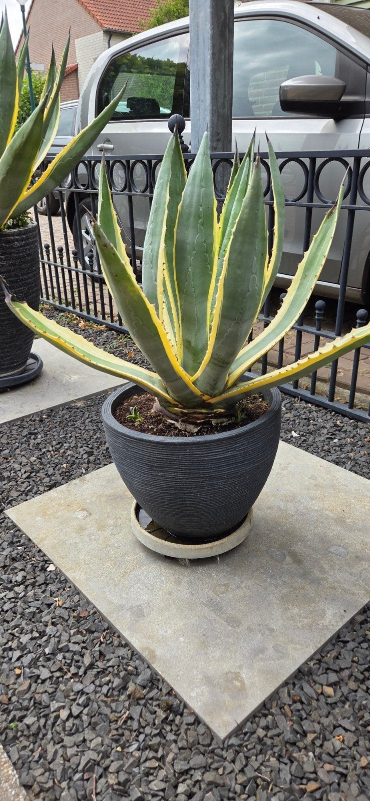 Grote Bonte Agave Americana Variegata met 2 jonge scheuten, Tuin en Terras, Ophalen, Bloeit niet, Overige soorten, Volle zon
