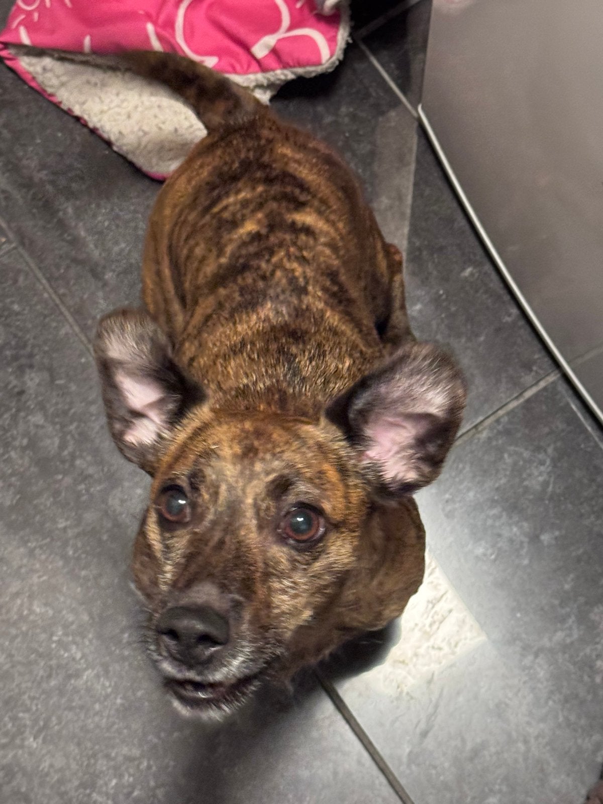Hondenoppas gezocht voor Jack, 6 jaar of ouder, Parvo, Reu, Eén hond