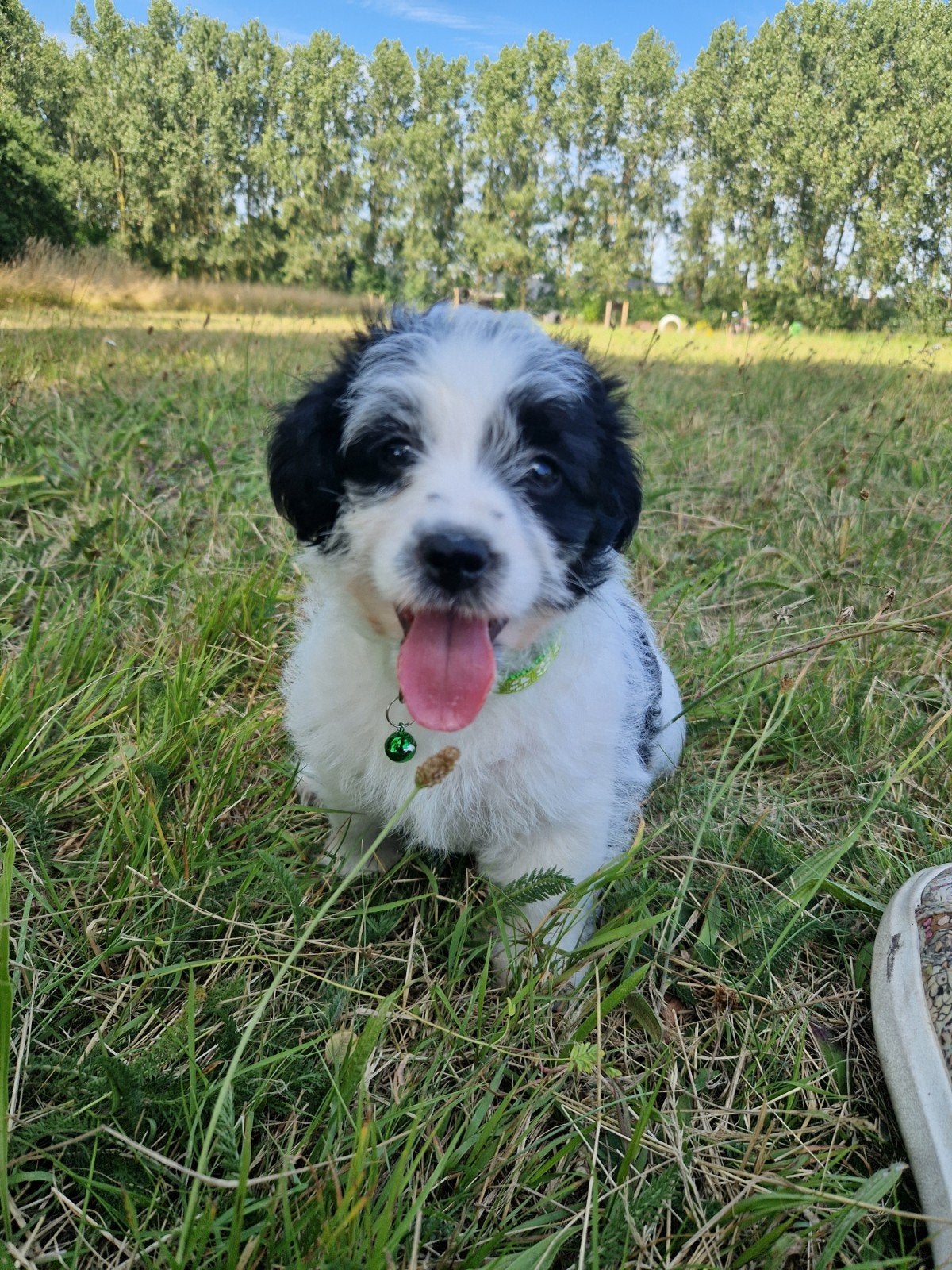 Prachtige Kruising Pups, Dieren en Toebehoren, 8 tot 15 weken, Meerdere, Meerdere dieren, Klein