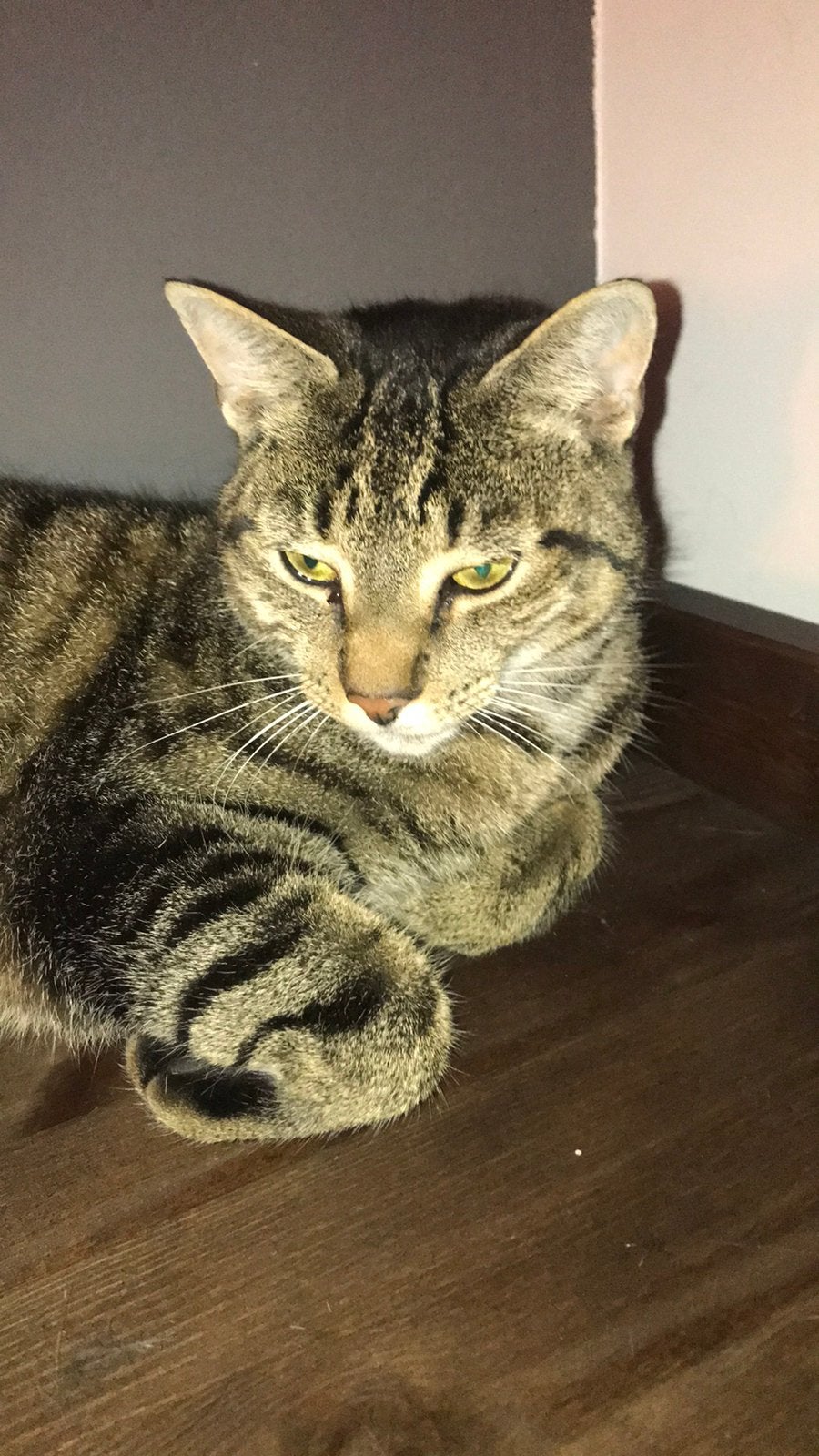 Gecastereerd katertje, Dieren en Toebehoren, Katten en Kittens | Raskatten | Korthaar, Kater, Ontwormd, 6 jaar of ouder
