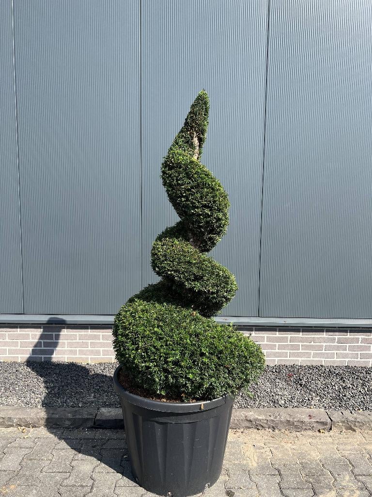 taxus spiraal, Volle zon, Vaste plant, Lente, Ophalen
