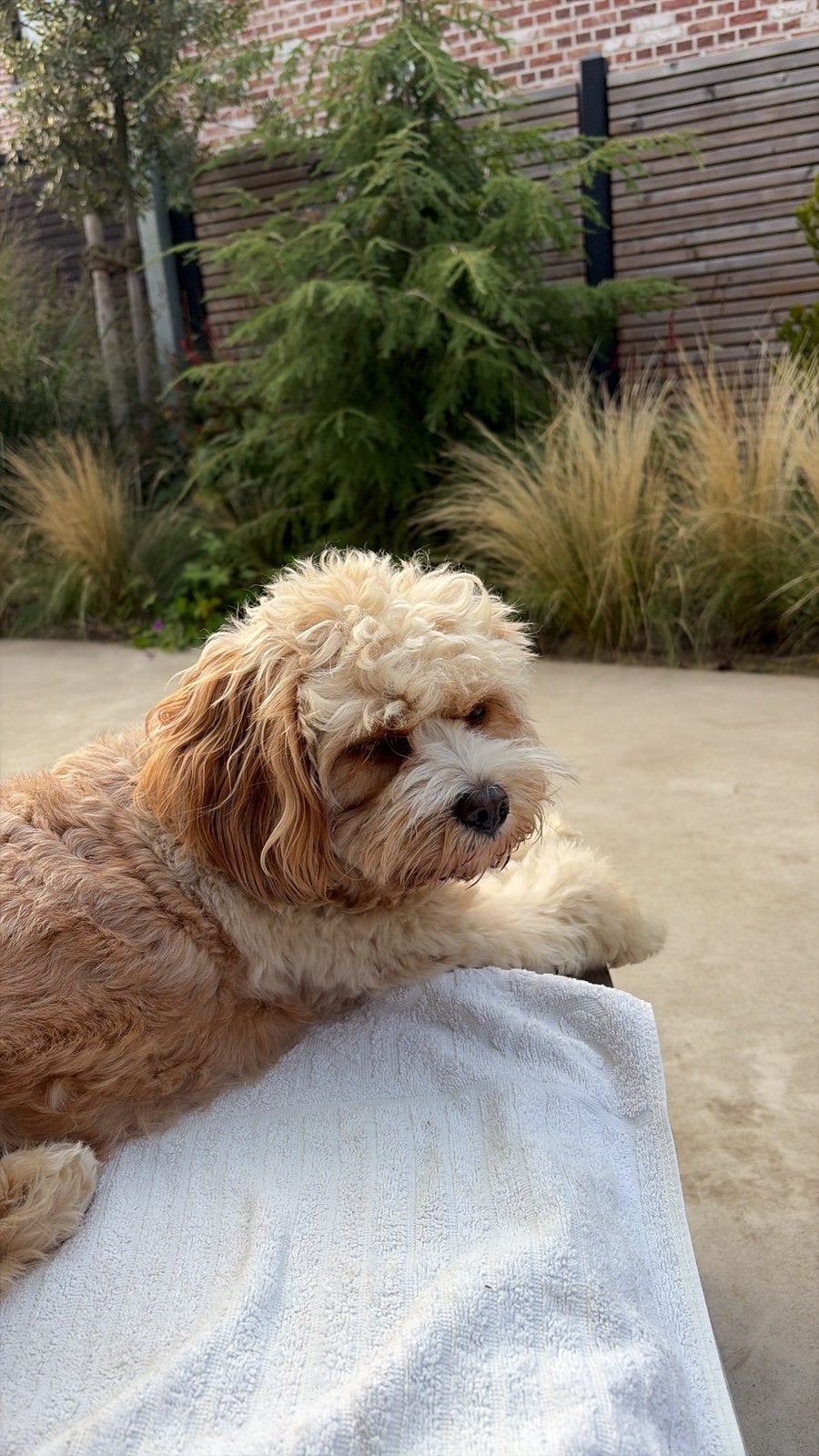 Honden ruiloppas, Dieren en Toebehoren, Ophalen of Verzenden