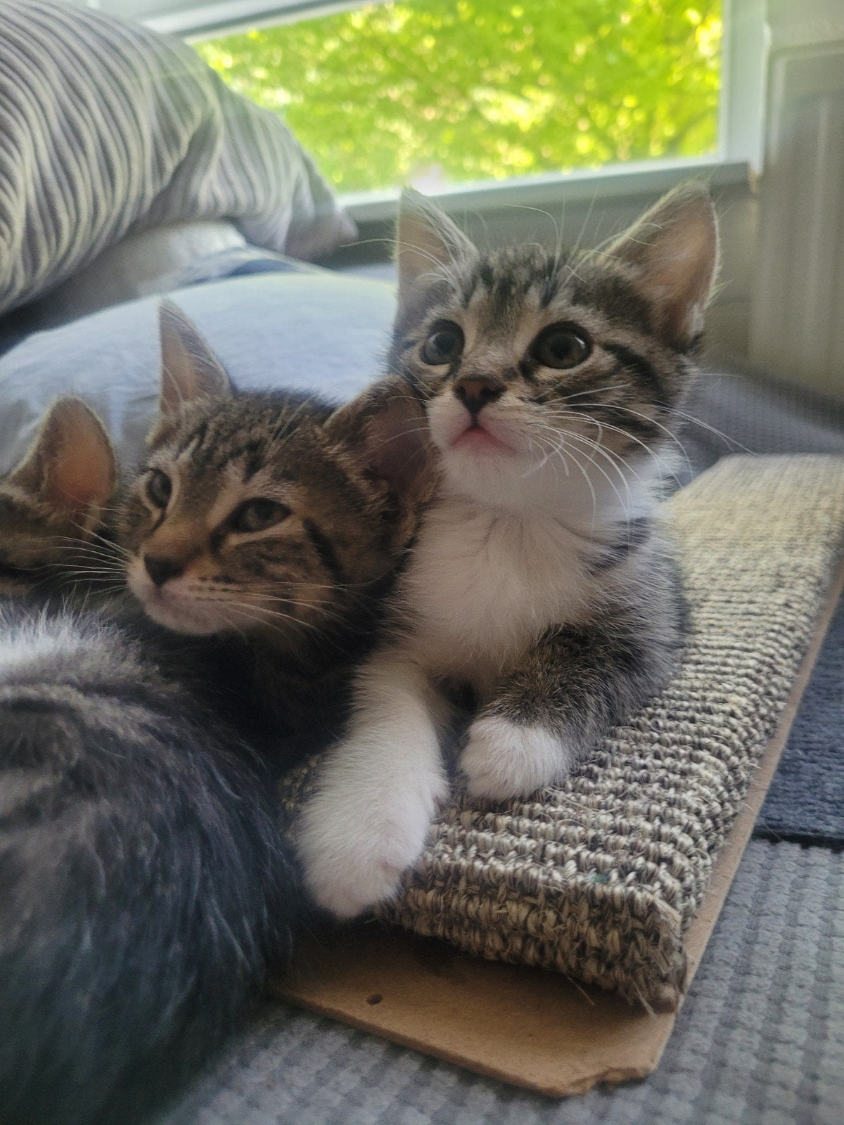 Lieve kittens (mix cypers en britse korthaar), Poes