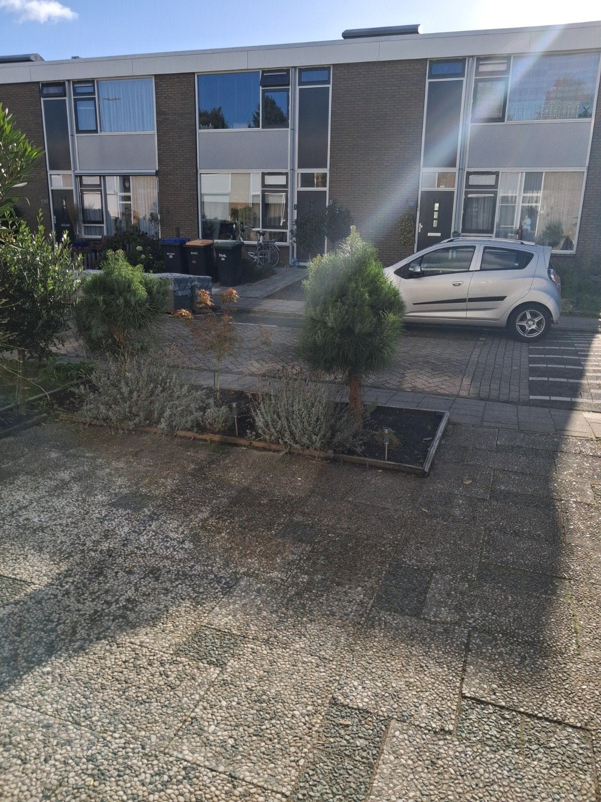 3 Groenblijvende Boompjes - 140 cm hoog, Tuin en Terras, Ophalen, Overige soorten, 100 tot 250 cm