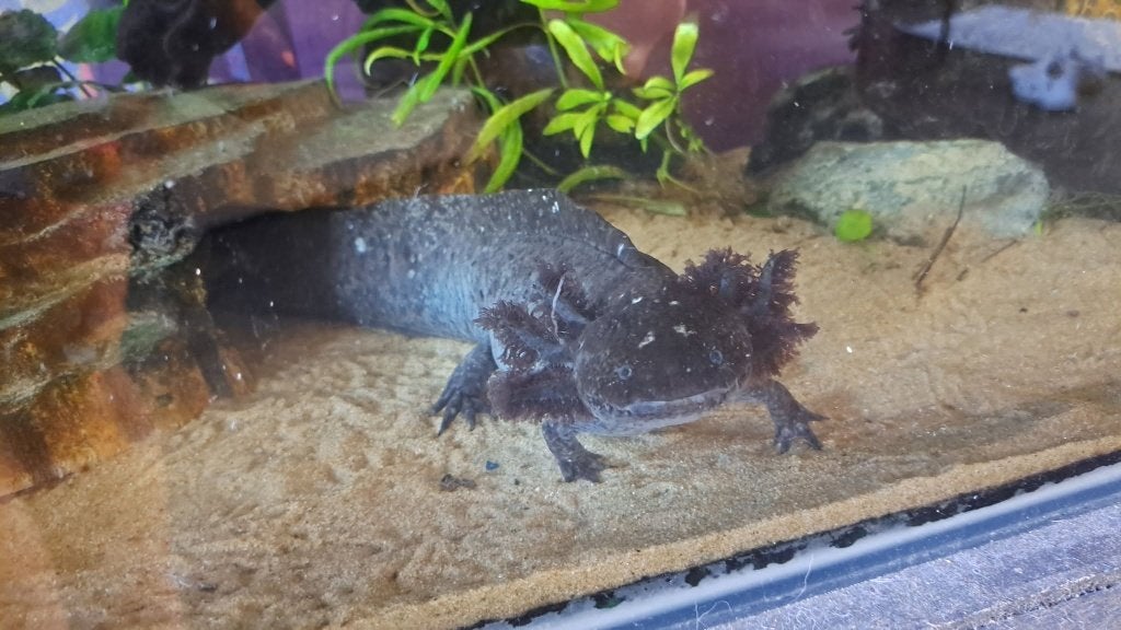 Gezocht: Axolotl 6+ jaar, Dieren en Toebehoren, Amfibie, 3 tot 6 jaar