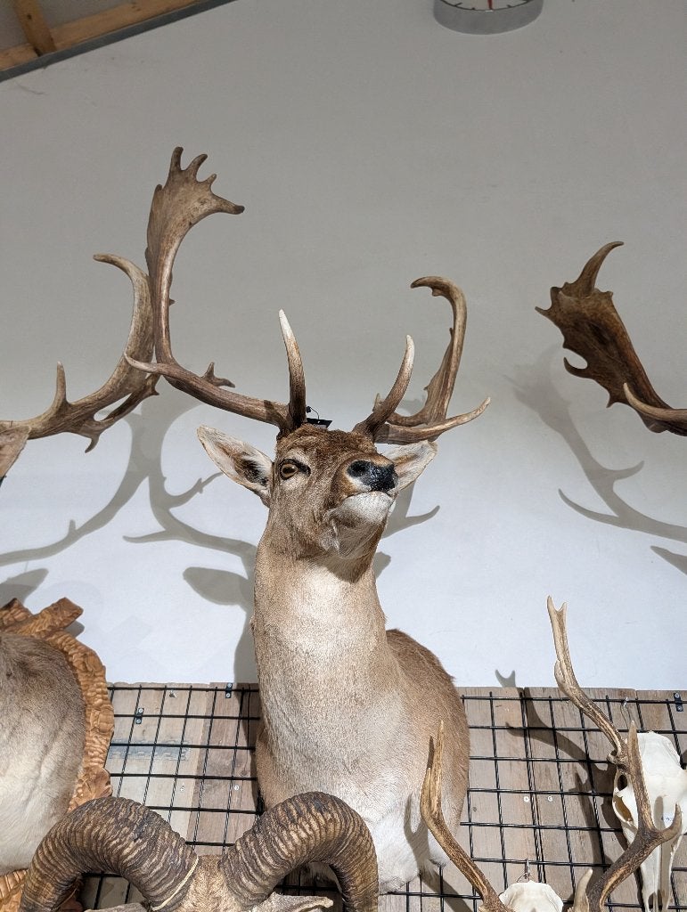 opgezet damhert winkel borst preparaat hert taxidermie, Verzamelen, Ophalen, Nieuw, Hert, Opgezet dier