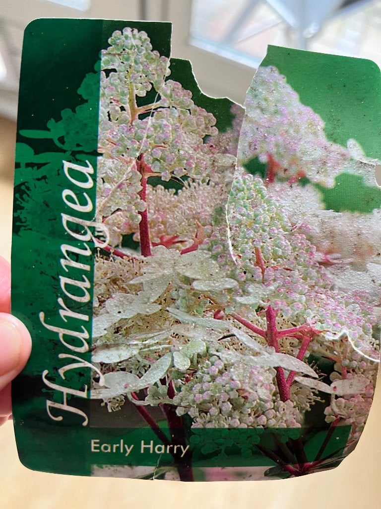 Hydrangea early harry hortensia Utrecht, Tuin en Terras, Planten | Struiken en Hagen, Ophalen, Hortensia, Struik, 100 tot 250 cm