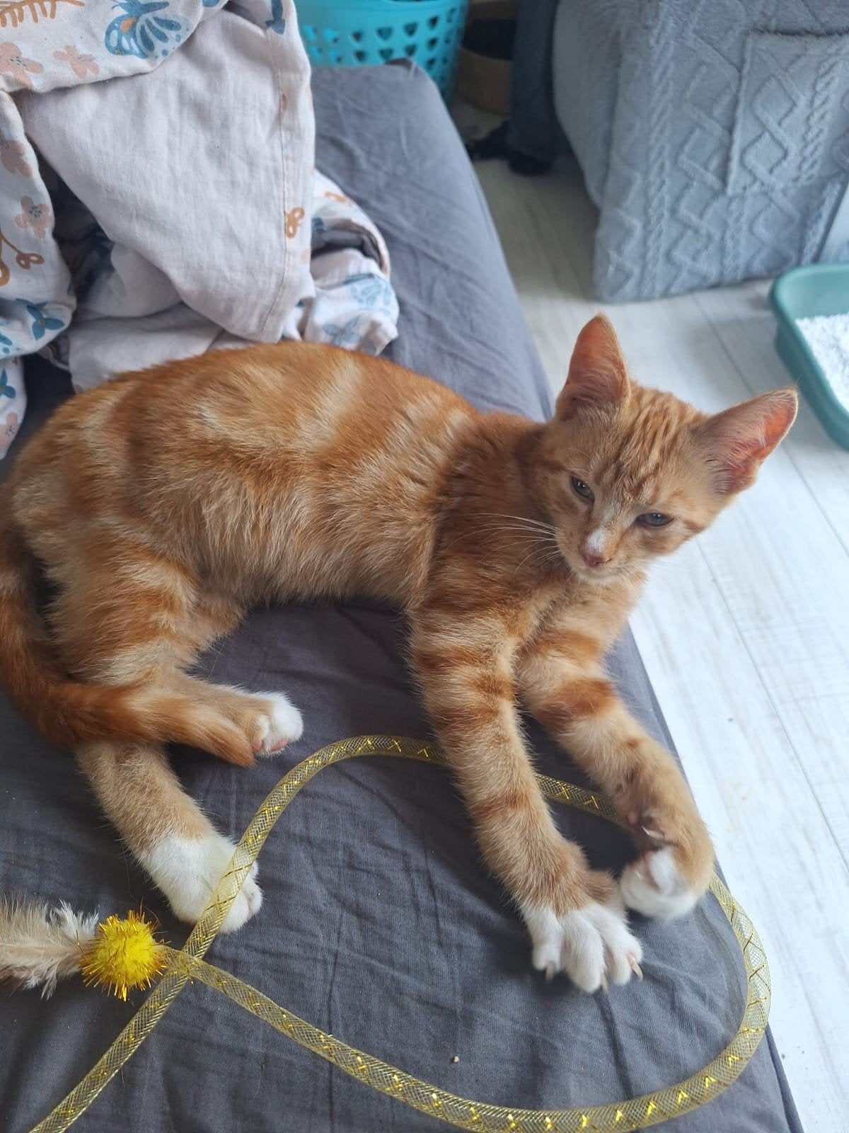 Prachtig kater, Dieren en Toebehoren, Katten en Kittens | Overige Katten, Kater, Kortharig, 0 tot 2 jaar