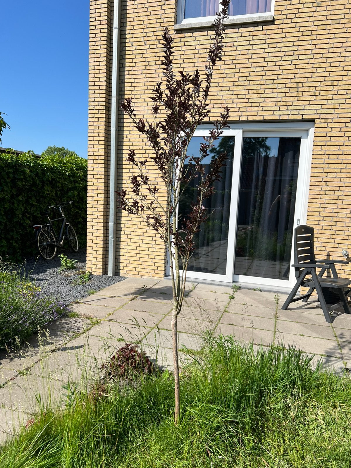 Lagerstroemia indica ‘Sorbet’ - Indische sering, Tuin en Terras, 100 tot 250 cm, Zomer, Zuilboom, Ophalen