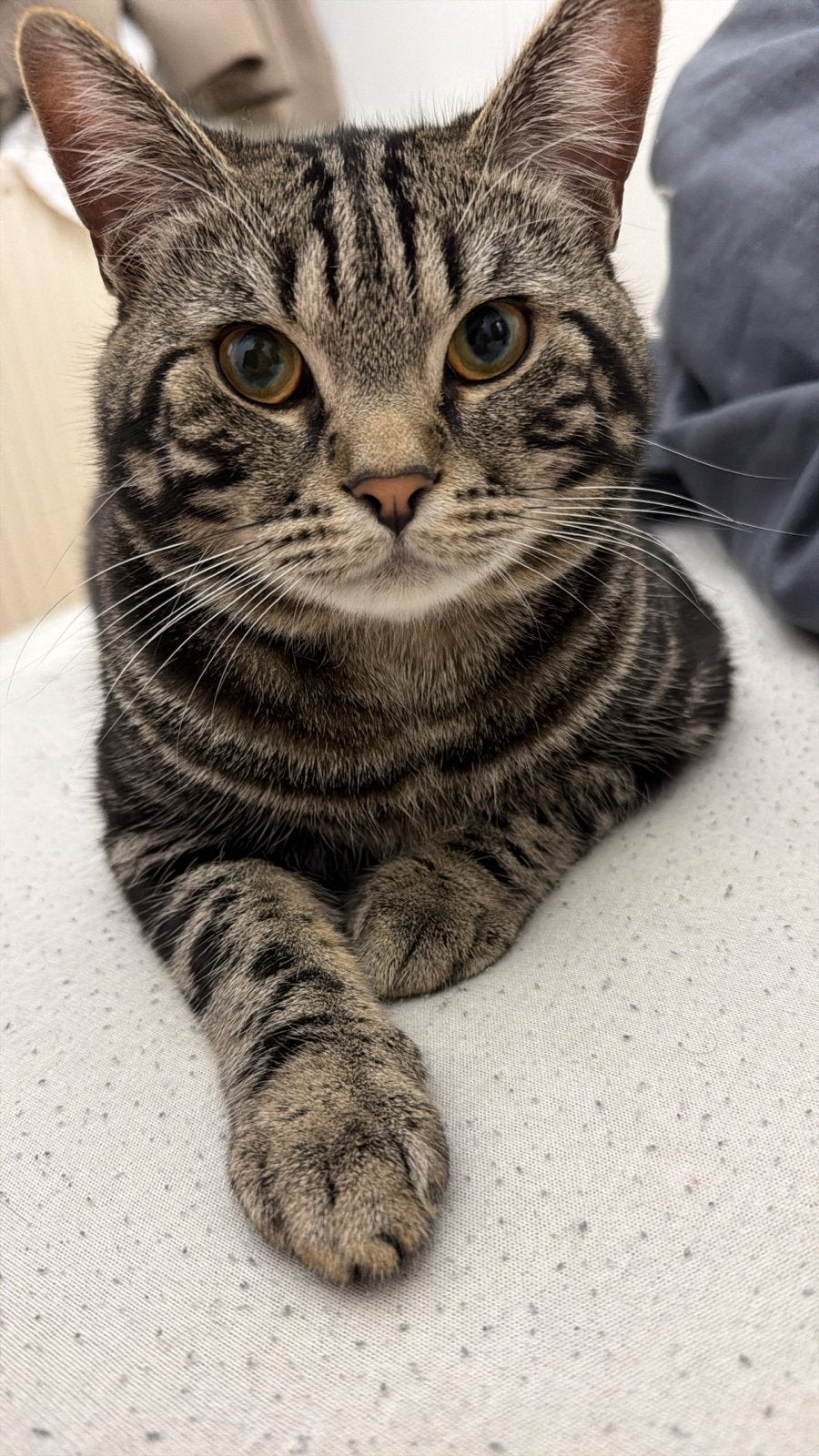 Lieve tijger kater ️, Kater, 0 tot 2 jaar