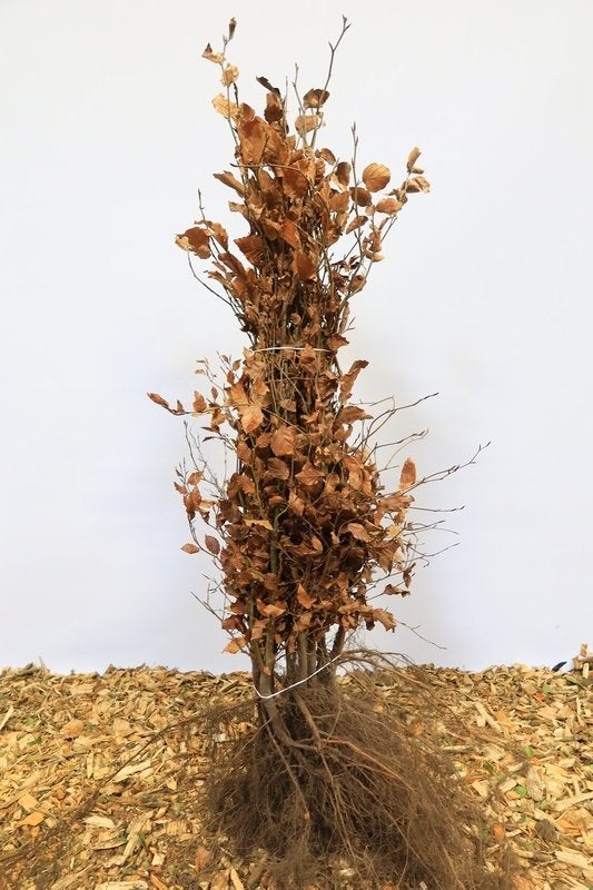 Haaggoed | Kale wortels | Bosplantsoen | Fagus Sylvatica, Ophalen, Beukenhaag, Haag, 100 tot 250 cm