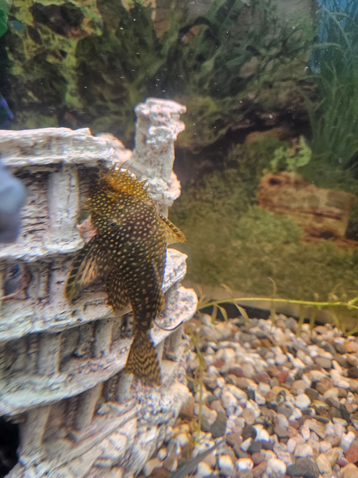 Algeneter te koop, Dieren en Toebehoren, Vissen | Aquariumvissen, Vis