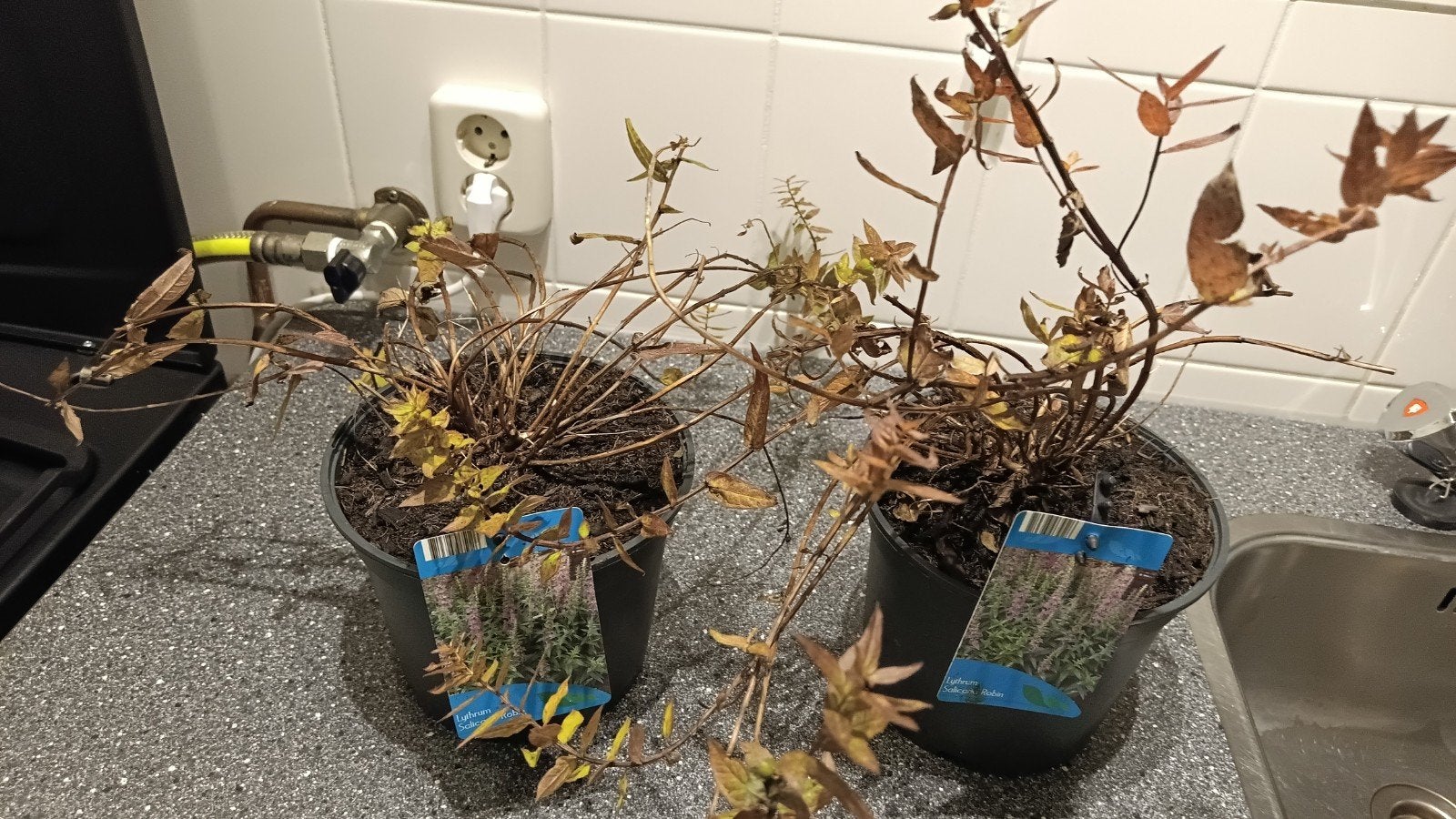 Buiten plant, Ophalen, Vaste plant, Overige soorten
