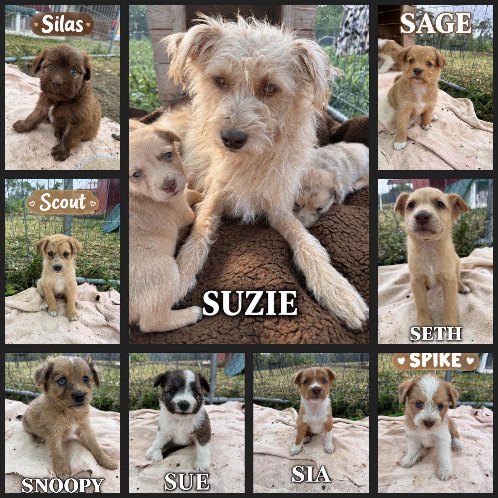 pups zoeken een thuis herplaatser goed lezen!, Particulier, 8 tot 15 weken, Buitenland, Meerdere dieren