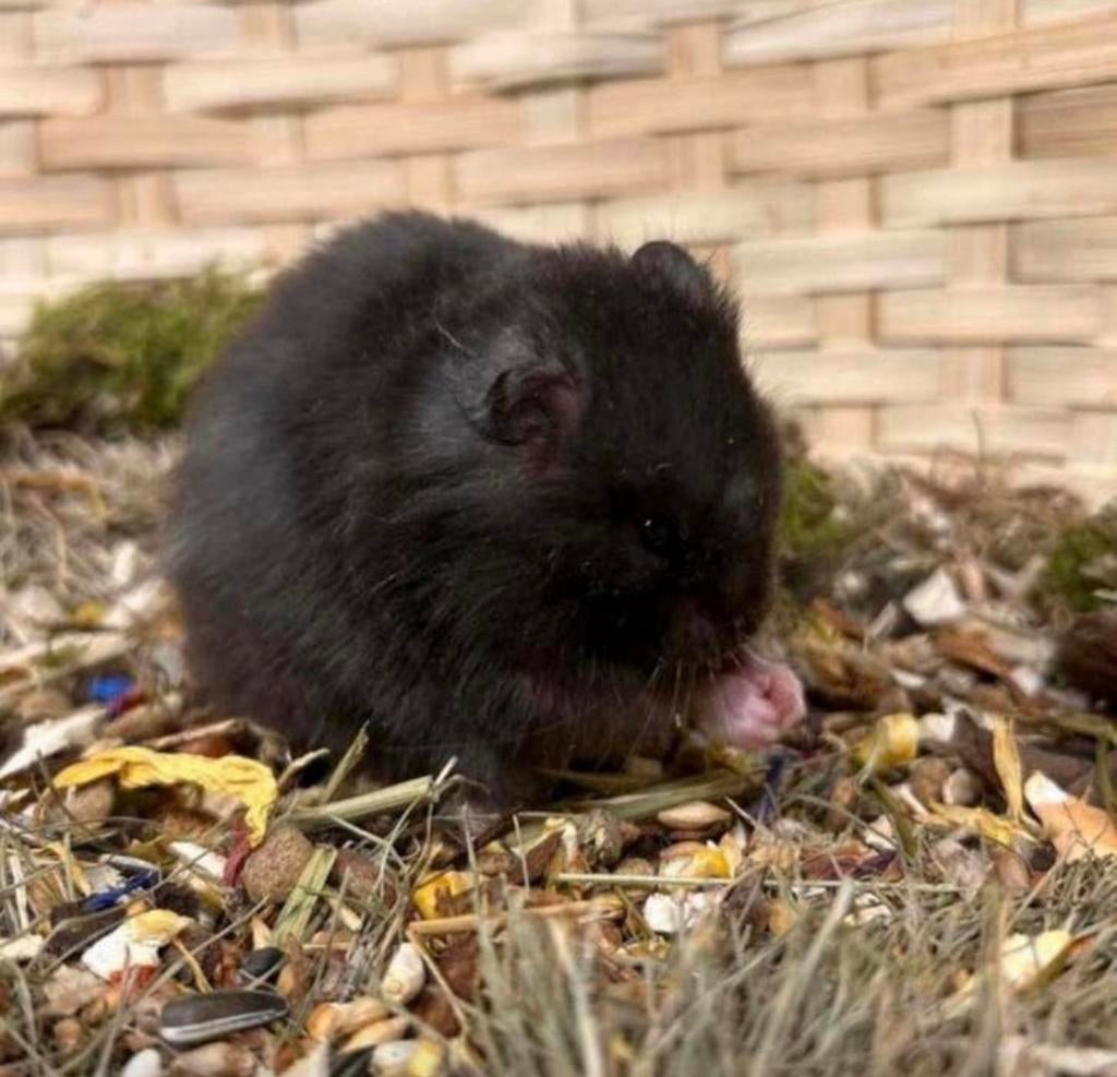 Lieve goudhamsters (vrouw)van fokker, tam,direct beschikbaar, Hamster, Februari, Vrouwelijk, Tam
