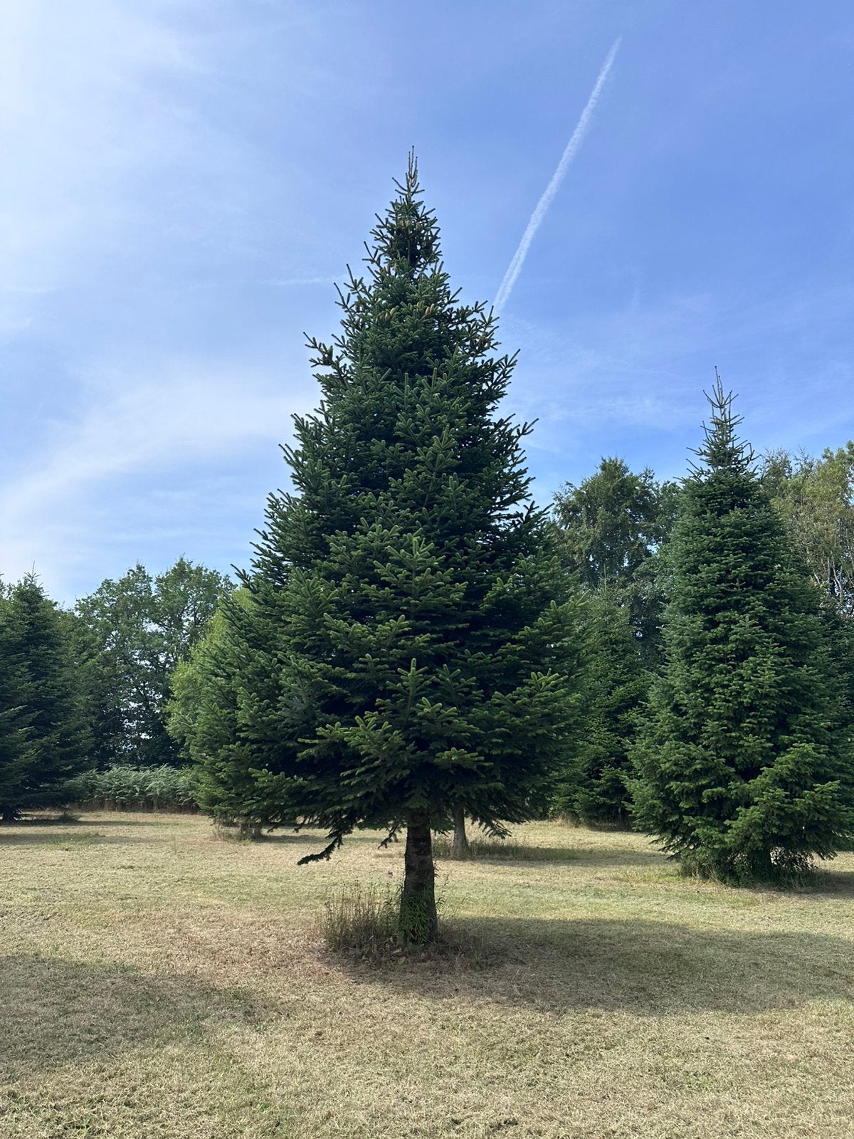 Kerstbomen te koop (Nordmann, Fijnspar, Blauwspar), Overige soorten, Volle zon, Vaste plant, Ophalen of Verzenden