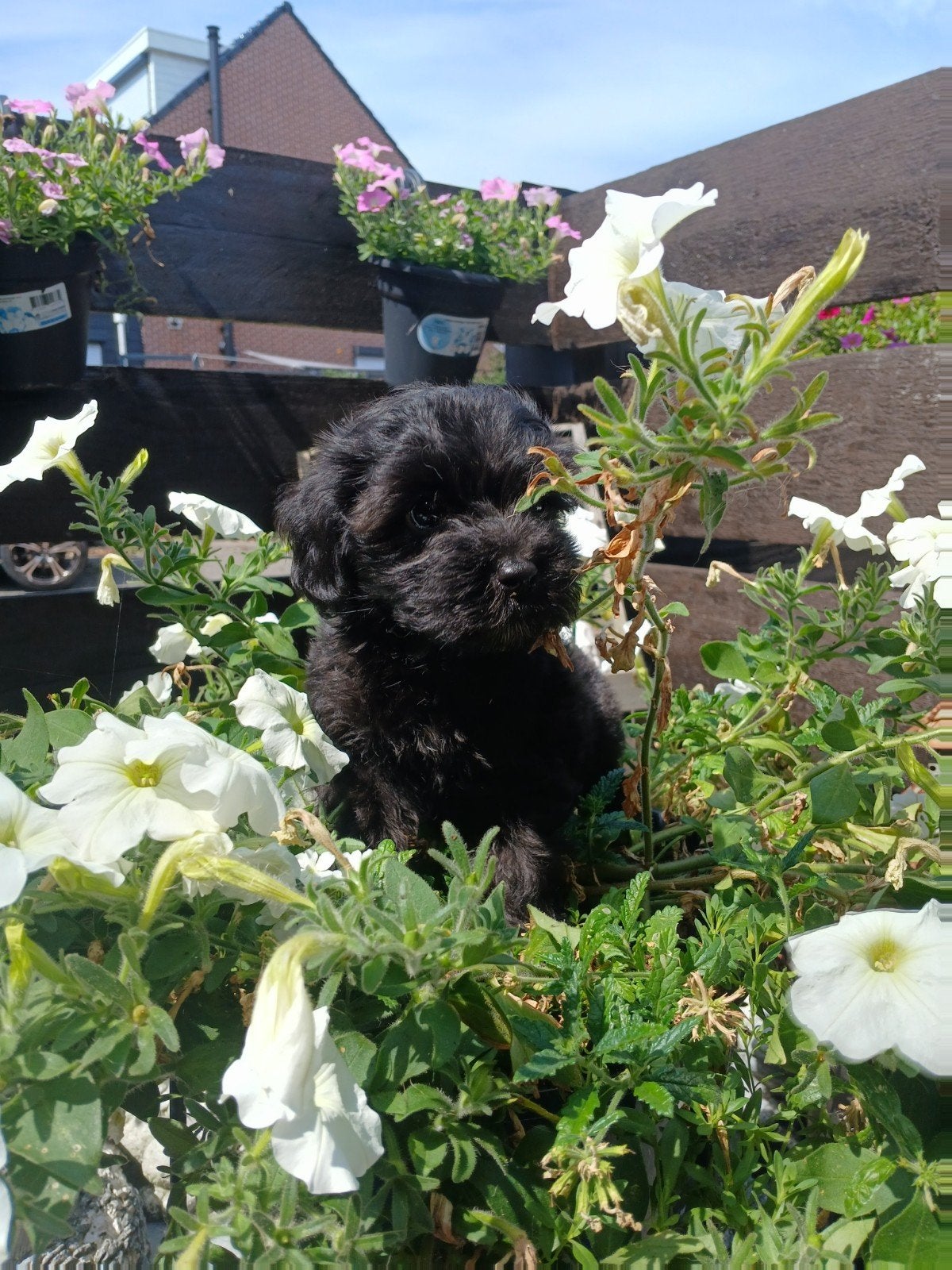 MALTIPOO 🩷🩵🩵 PUPS 9 WEKEN OUD ZOEKEN HUISJE, Parvo, Overige rassen, 8 tot 15 weken, Meerdere