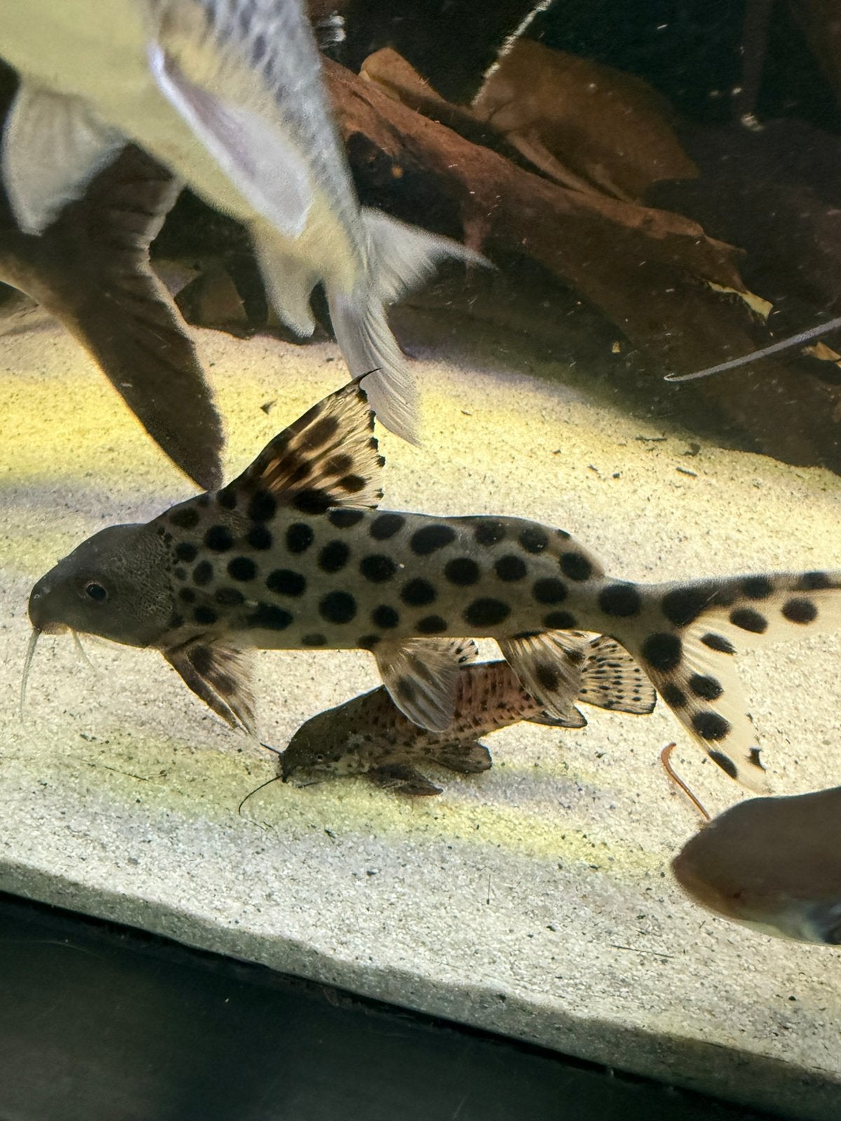 Synodontis multipunctatus, Vis