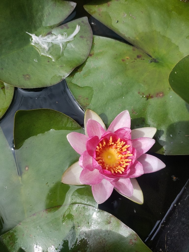 Vijverplanten en biologische VASTE TUINplanten, Ophalen, Nieuw, Overige typen