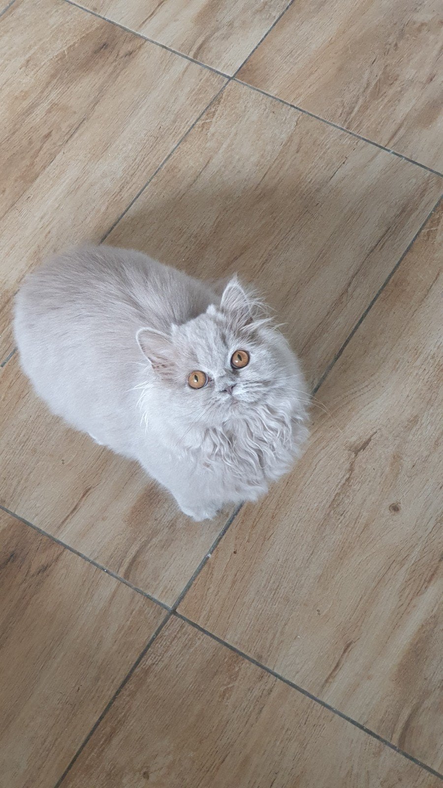 Brits/Britse laanghaar meisje met stamboom, Poes, Met stamboom
