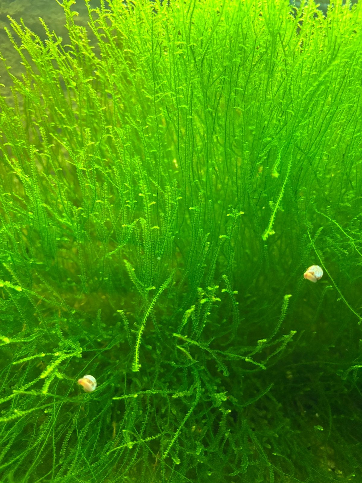 Java mos, Dieren en Toebehoren, Ophalen, Zo goed als nieuw, Plant(en), Steen of Hout
