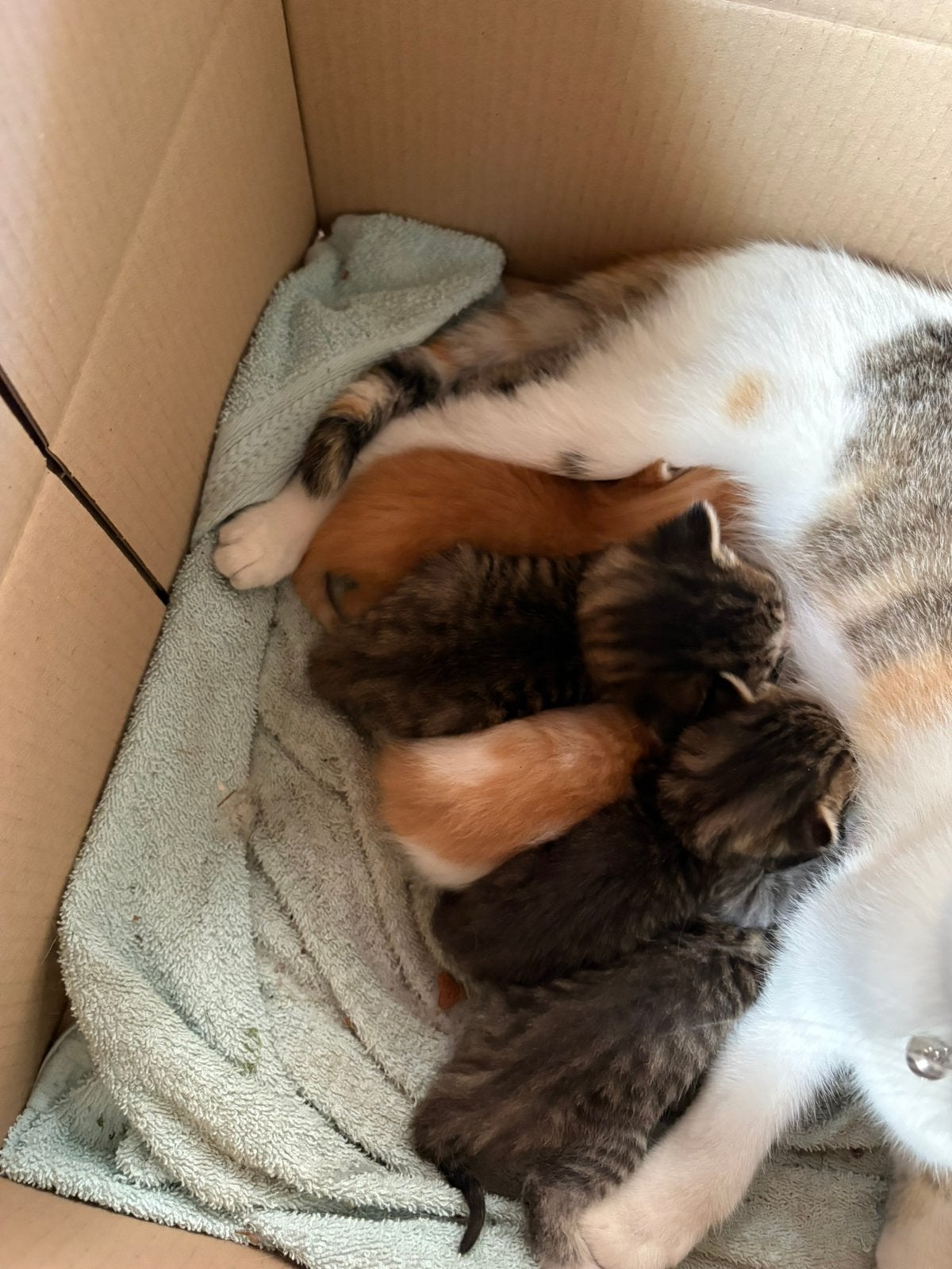 Boerderij kittens te koop!, Meerdere dieren