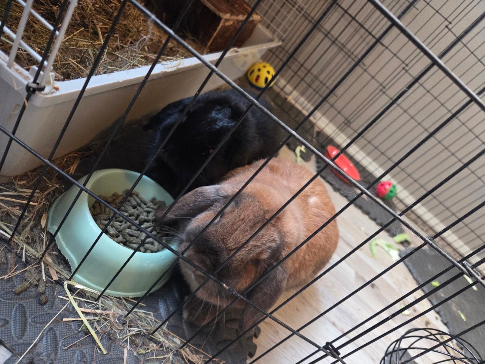 2 lieve dwerg hangoor konijnen., Dieren en Toebehoren, Knaagdieren en Konijnen | Toebehoren, Ophalen, Overige typen