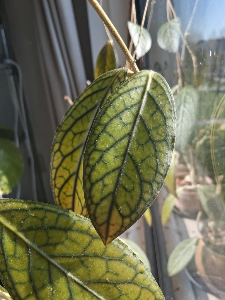 Hoya tanggamus, Huis en Inrichting, Kamerplanten, Ophalen of Verzenden, Halfschaduw, Minder dan 100 cm