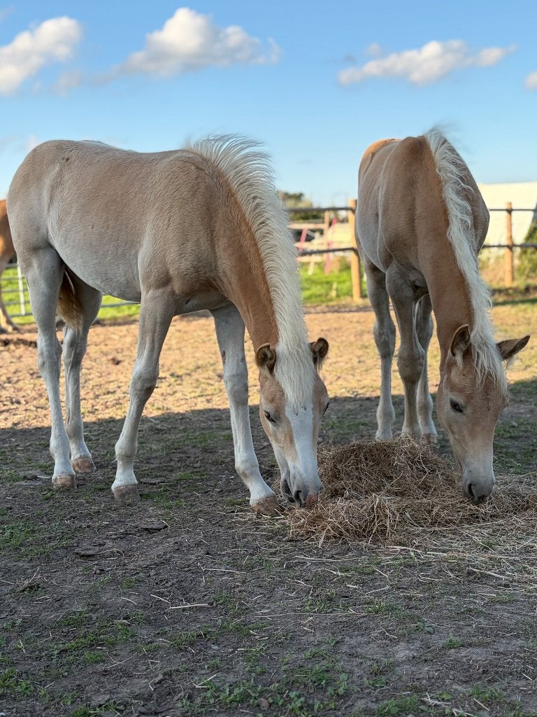 Haflinger merrie veulen en hengst veulen, Dieren en Toebehoren, Ophalen, Dressuur
