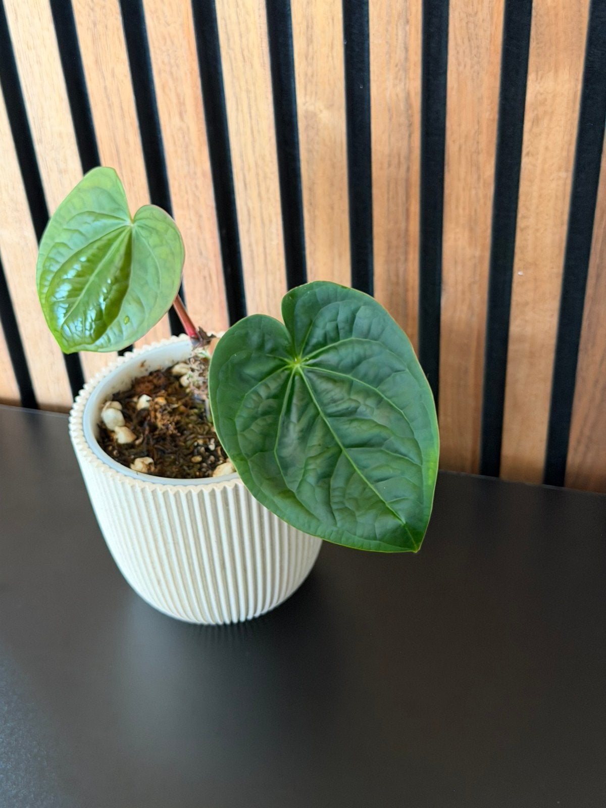 Anthurium Luxurian x Crystalinum, Overige soorten, Ophalen of Verzenden, In pot, Minder dan 100 cm