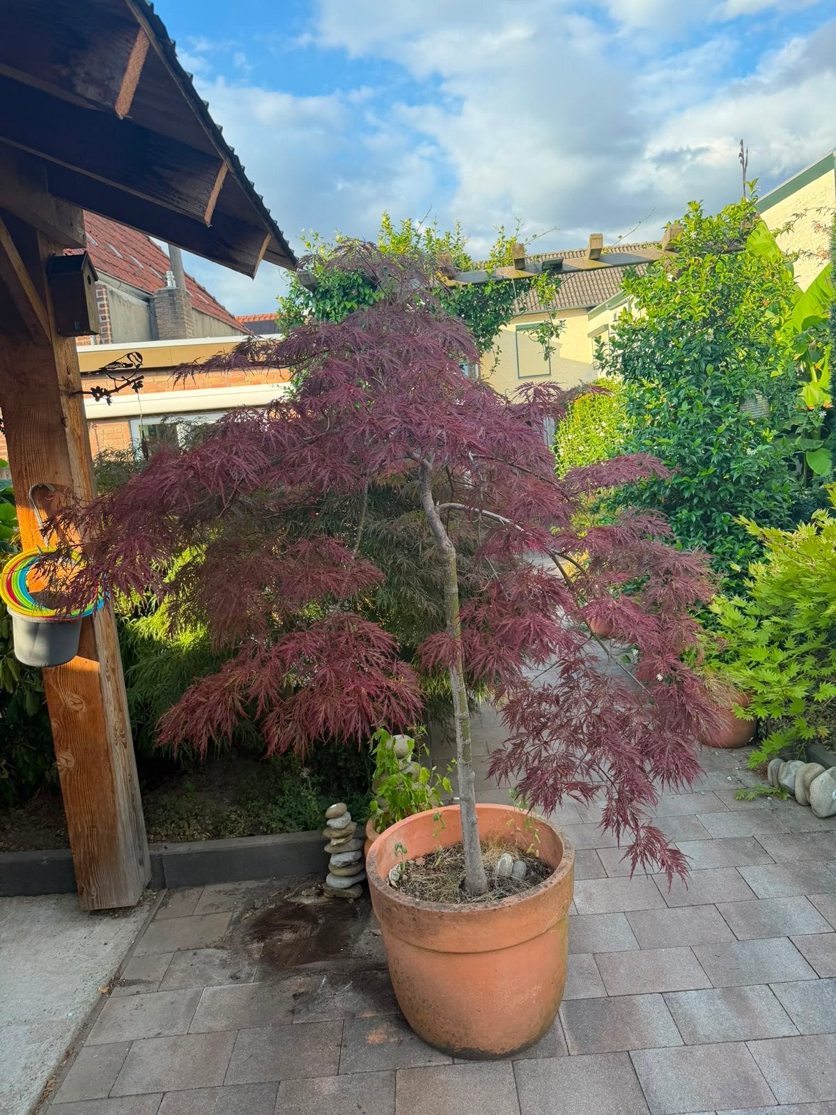 Japanse Esdoorn (Acer Palmatum) in pot, Tuin en Terras, Planten | Bomen, Bloeit niet, Halfschaduw, Overige soorten, 100 tot 250 cm