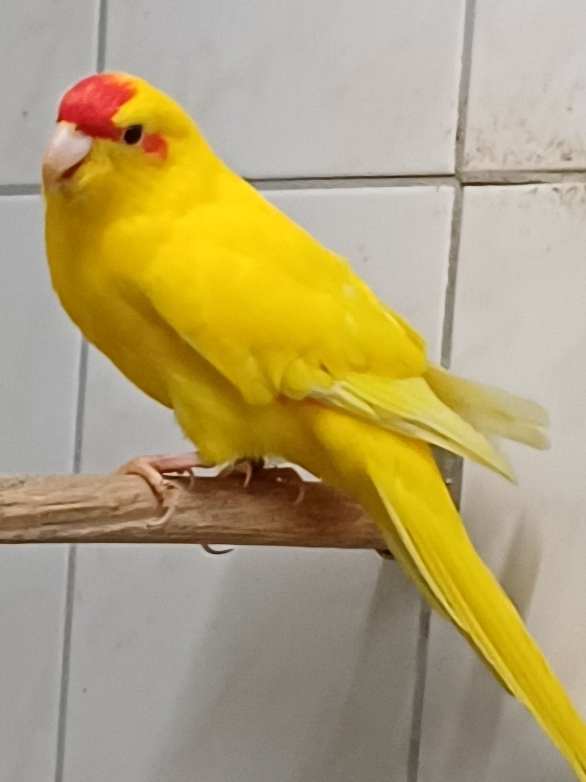 Lutino Roodvoorhoofd Kakarikies, Meerdere dieren, Parkiet, Geringd
