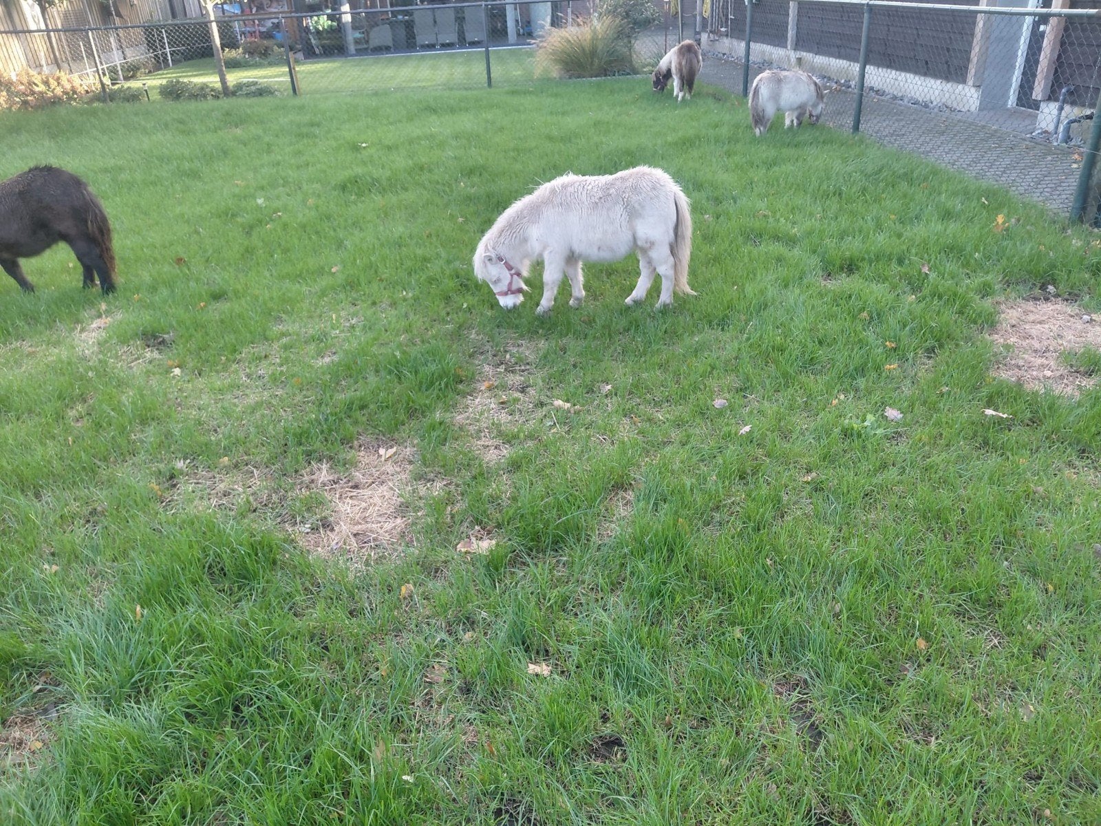mini shetland hengstje, Hengst, Niet van toepassing, A pony (tot 1.17m), 0 tot 2 jaar