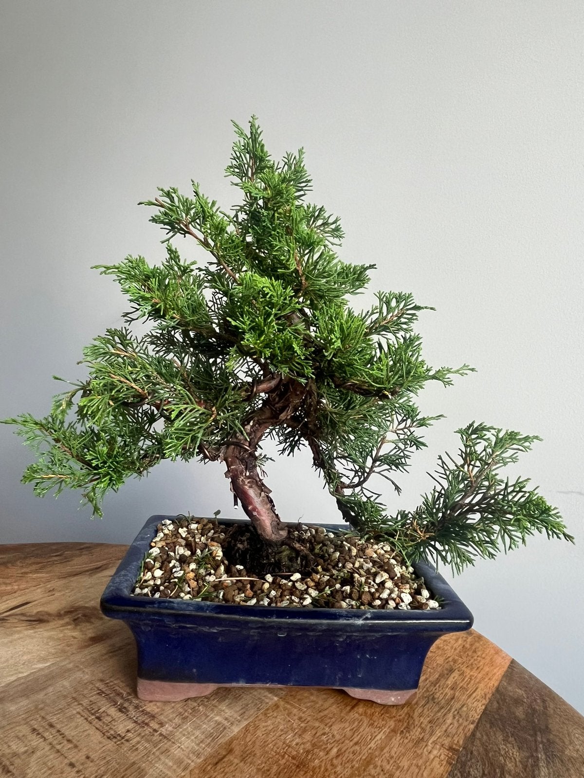Juniperus Chinensis Itoigawa Bonsai, Bloeit niet, Verzenden, Halfschaduw, Overige soorten