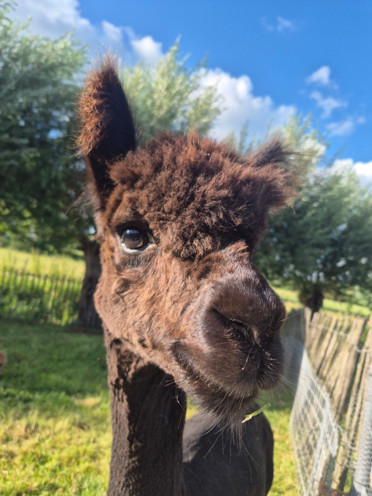 Lieve alpaca hengst, Mei, Mannelijk