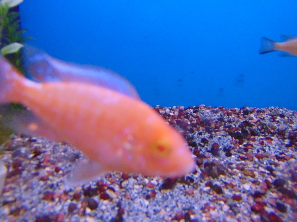 Diverse cichliden uitzoeken., Dieren en Toebehoren, Vis, Zoetwatervis