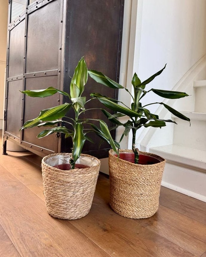 Twee Dracena planten in rieten potten, Ophalen, Overige soorten, Halfschaduw, In pot