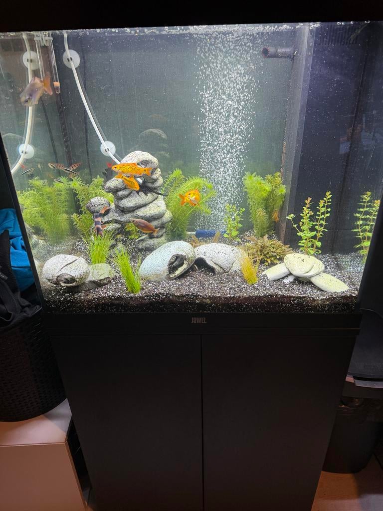 Compleet Juwel 120 liter aquarium, Ophalen, Gebruikt, Gevuld zoetwateraquarium, Inclusief vissen