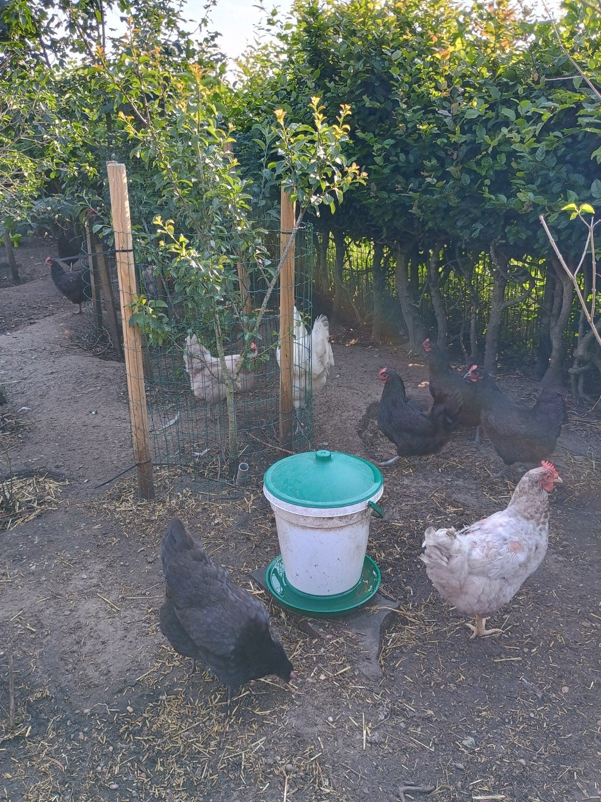 Jersey Giant hennen te koop, Dieren en Toebehoren, Pluimvee, Vrouwelijk, Kip